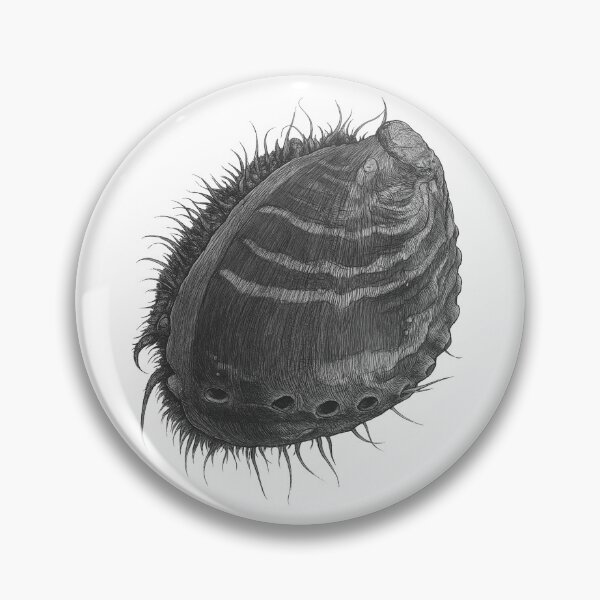 Item preview, Abalone - Paua - Haliotis Virginea designed and sold by TasiaZenzura.