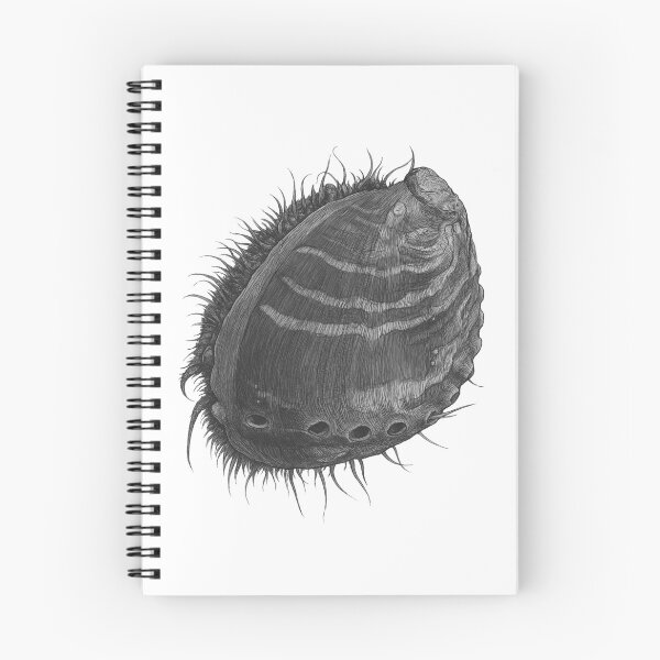 Artikelvorschau, Abalone - Paua - Haliotis Virginea entworfen und verkauft von TasiaZenzura.