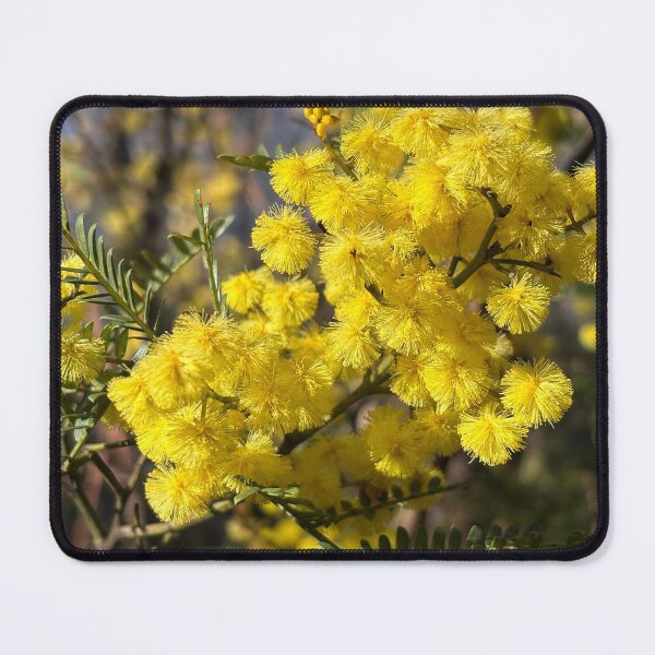Item preview, Wattle Blossom, Blue Mountains, Australia designed and sold by smh2.