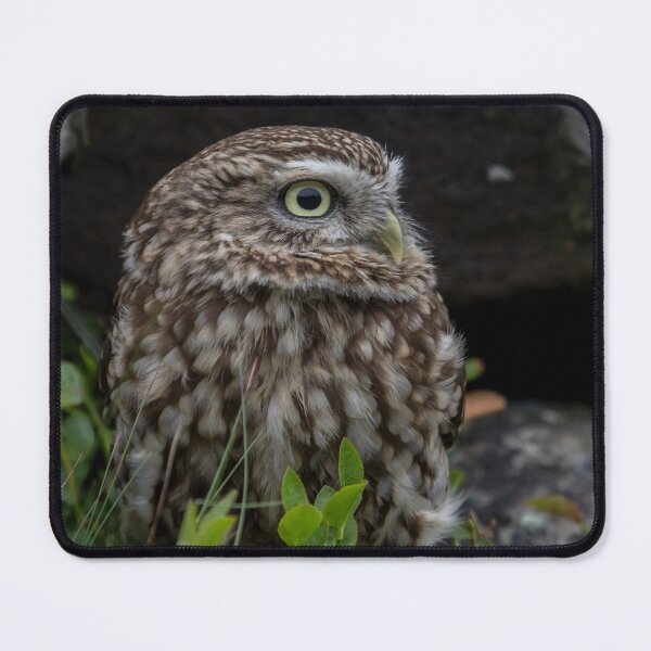 Item preview, Little Owl In Drystone Wall designed and sold by Kevin Tappenden.
