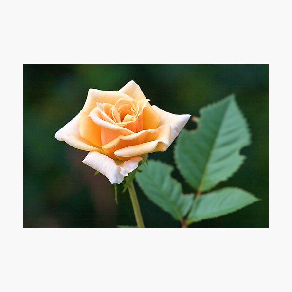 Item preview, Orange & Cream Rose designed and sold by PhotosByHealy.