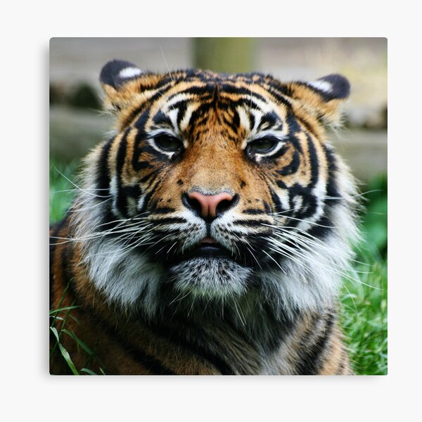 Tiger! Canvas Print