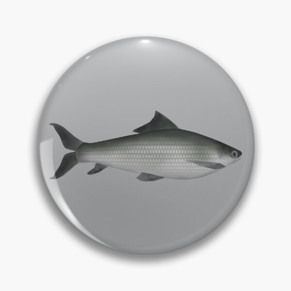 Item preview, Common Labeo designed and sold by fishfolkart.