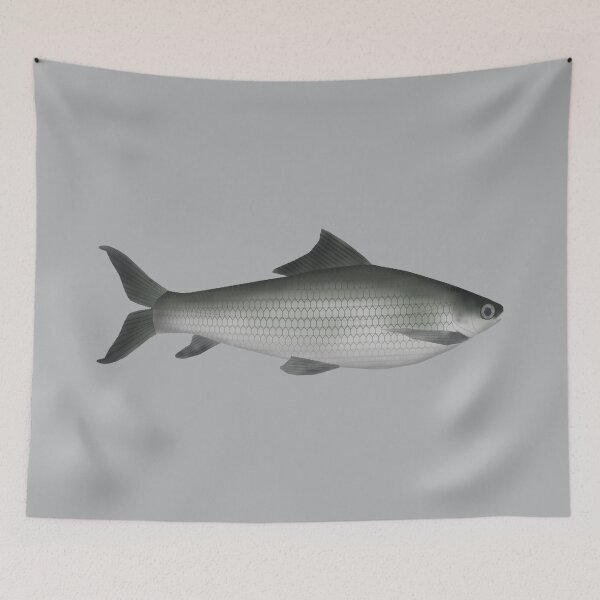 Item preview, Common Labeo designed and sold by fishfolkart.