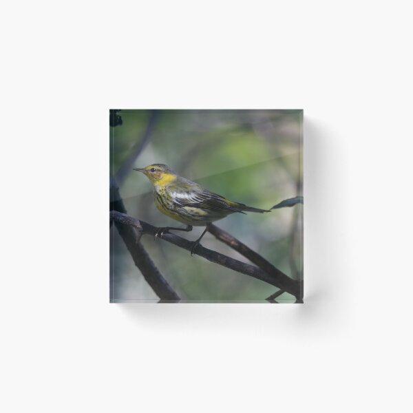 Item preview, Cape May Warbler designed and sold by EnglandEcology.