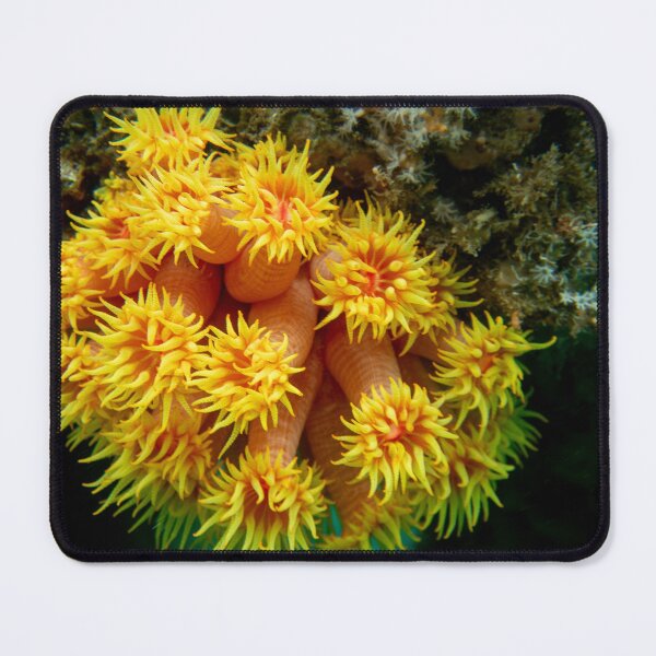 Item preview, Brilliant Orange Cup Coral designed and sold by SeeThemClearly.