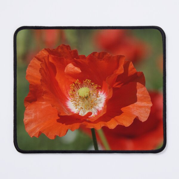 Item preview, icelandic poppy bloom, garden, flower, red, petals,  designed and sold by ImagesShared.