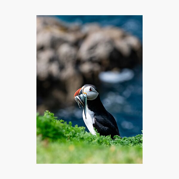 Item preview, Puffin feeding designed and sold by NikkiStixG.