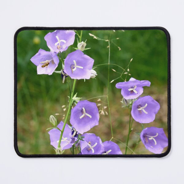 Item preview, Where the hoverfly lands. Peach-leaved Bellflower designed and sold by Jouko Lehto Photography.