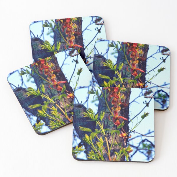 Item preview, hickory burst designed and sold by Coastwind Photography.