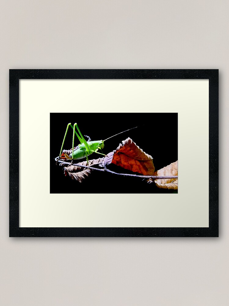 Alternate view of Katydid at Night Framed Art Print