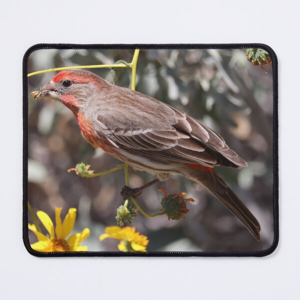 Item preview, House finch eating brittlebush flowers designed and sold by WolfRaven Creations.