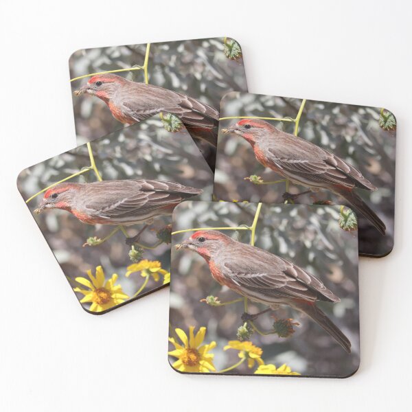 Item preview, House finch eating brittlebush flowers designed and sold by WolfRaven Creations.