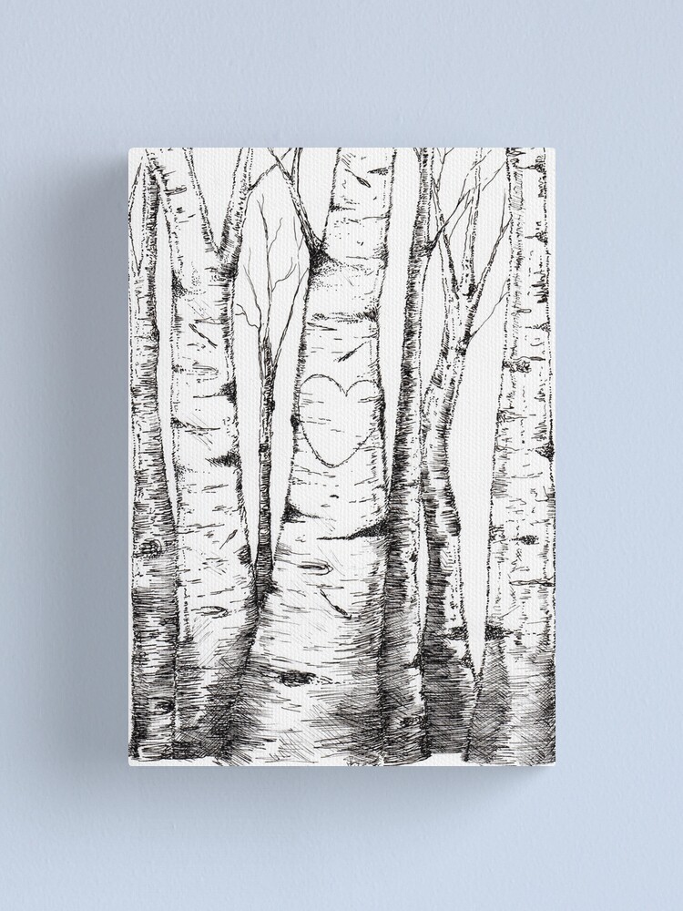 Aspen tree trunk Outline Drawing Images, Pictures
