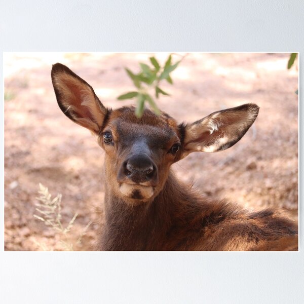 Item preview, Baby elk portrait  designed and sold by WolfRaven Creations.