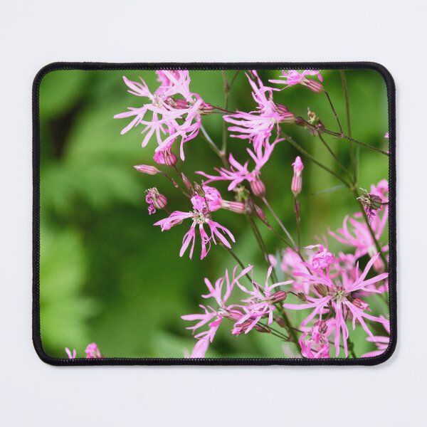 Item preview, Pink of the day. Ragged Robin designed and sold by Jouko Lehto Photography.