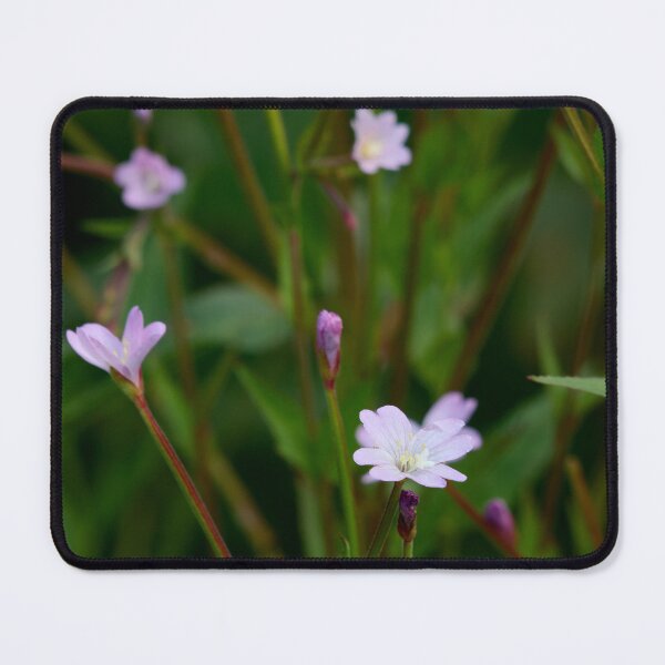 Item preview, The tiny one. Broad-leaved Willowherb designed and sold by Jouko Lehto Photography.