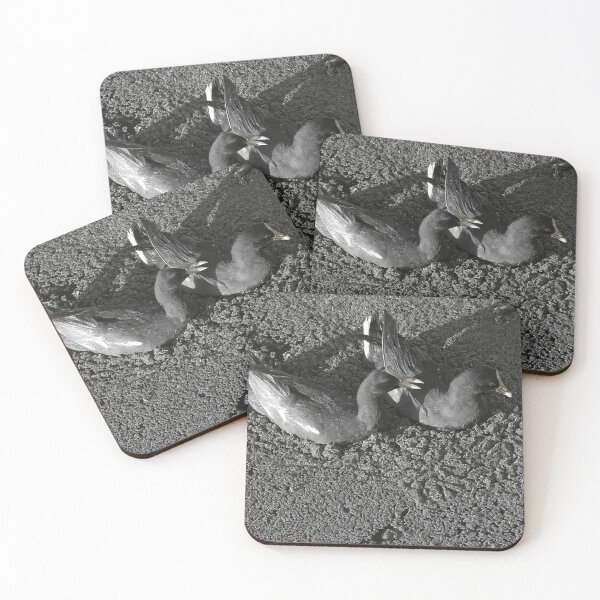 Item preview, Swimming Moorhens on Lake Toho Black and White  designed and sold by MercerImages.
