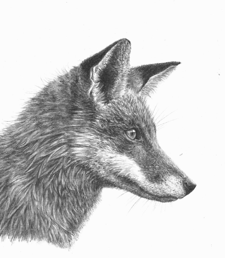 Fox Drawing Images - Carinewbi