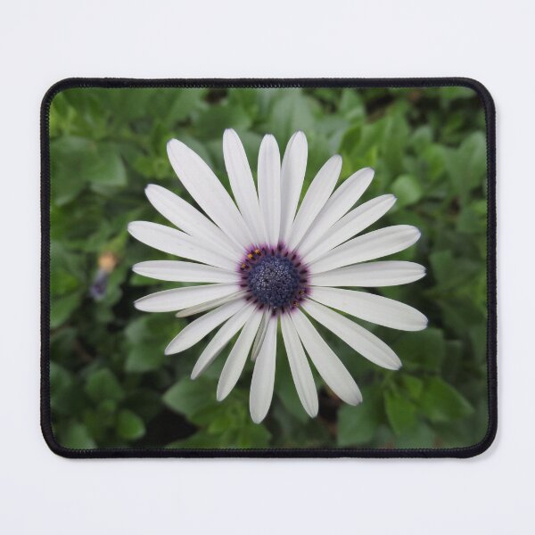 Item preview, White Daisy Soloist designed and sold by Yolanda Caporn Art.