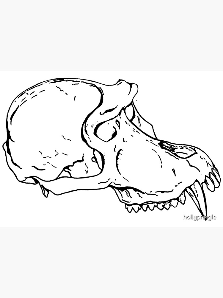 Mandrill Skull Sketch Greeting Card By Hollypringle Redbubble