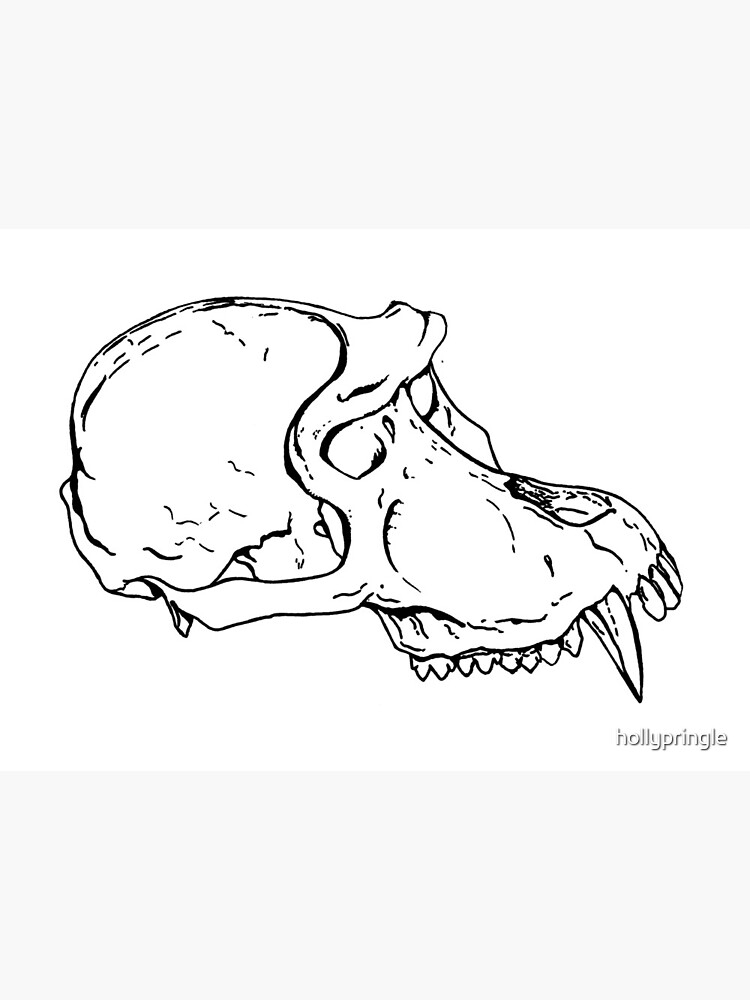 Mandrill Skull Sketch Art Board Print By Hollypringle Redbubble