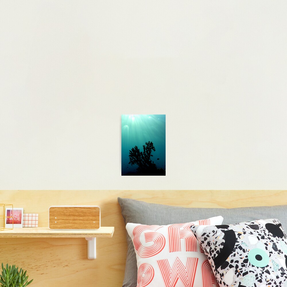 Mei-Mei-Ara Photographic Print