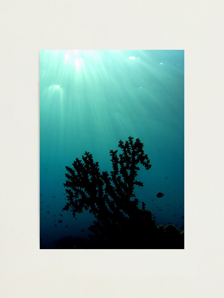 Alternate view of Mei-Mei-Ara Photographic Print