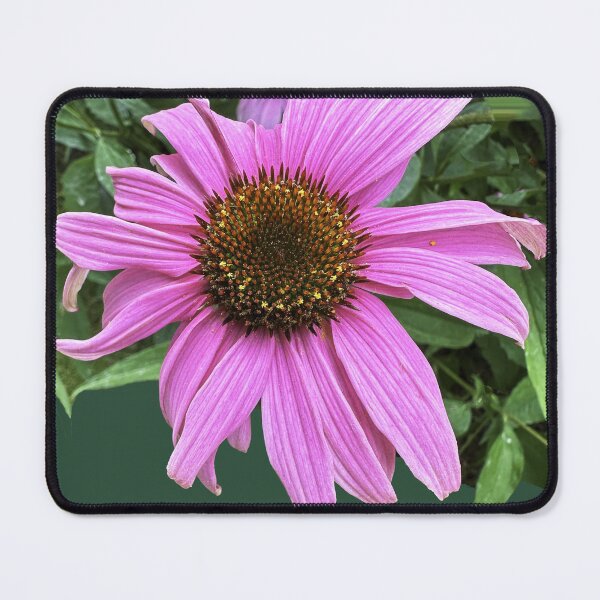 Item preview, Coneflower shows huge pink purple daisy flower  designed and sold by MYTOPSHELF.
