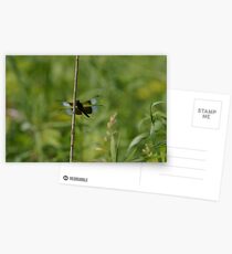 Dragon Fly Postcards