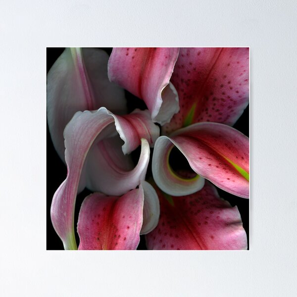 Item preview, Lily Curls designed and sold by Marsha Tudor.