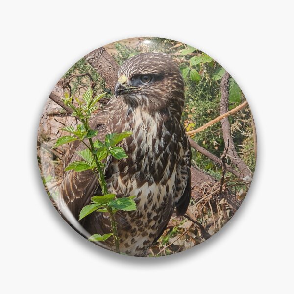 Item preview, Common Buzzard in woodland near Blackwater, Wexford, Ireland designed and sold by buttonpresser.