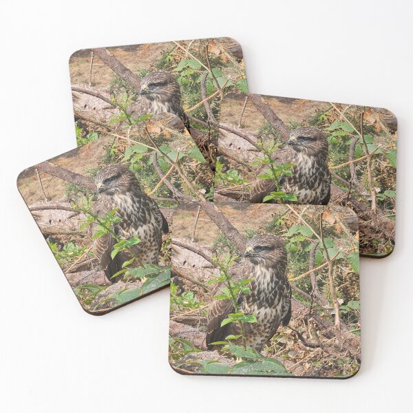Item preview, Common Buzzard in woodland near Blackwater, Wexford, Ireland designed and sold by buttonpresser.