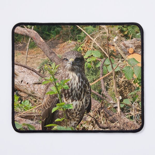 Item preview, Common Buzzard in woodland near Blackwater, Wexford, Ireland designed and sold by buttonpresser.