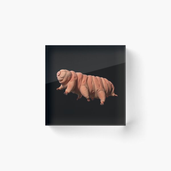 tardigrade, the water bear Acrylic Block