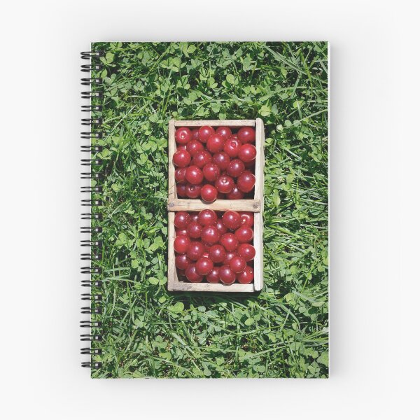 Item preview, Harvesting Prunus cerasus sour cherrys fruits  designed and sold by Claraveritas.