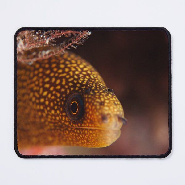 Item preview, Portrait of a goldentail moray eel designed and sold by Elep-uwp.