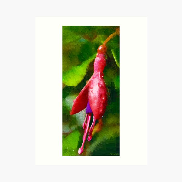 Painted Fuchsia Art Print