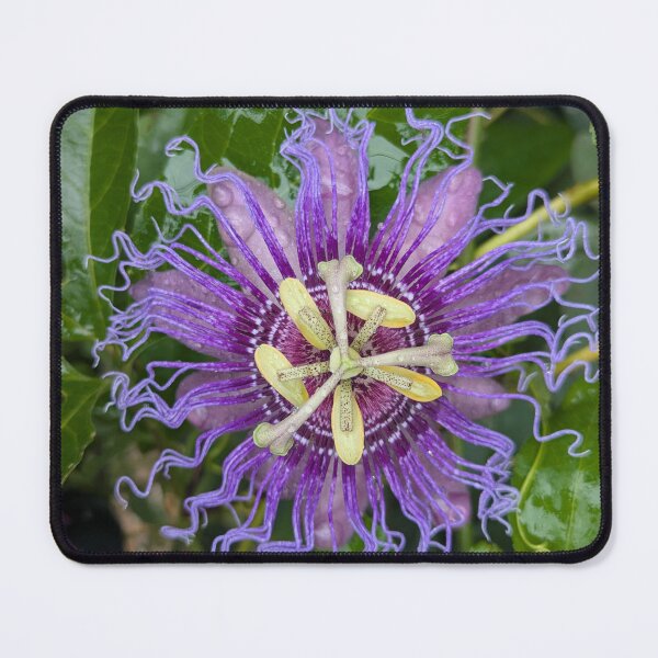 Item preview, Passion Flower designed and sold by SlowPathsDesign.