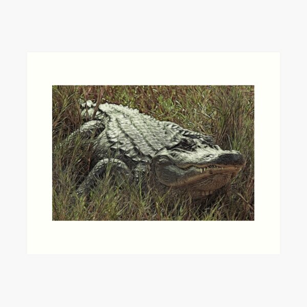 Rustic Alligator 