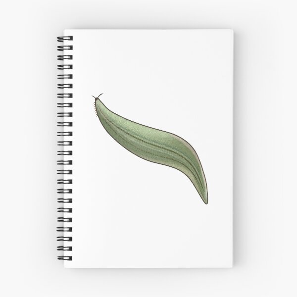 Item preview, Pikaia Illustration, Early Cambrian Chordate Prehistoric Art designed and sold by Vendeloc.