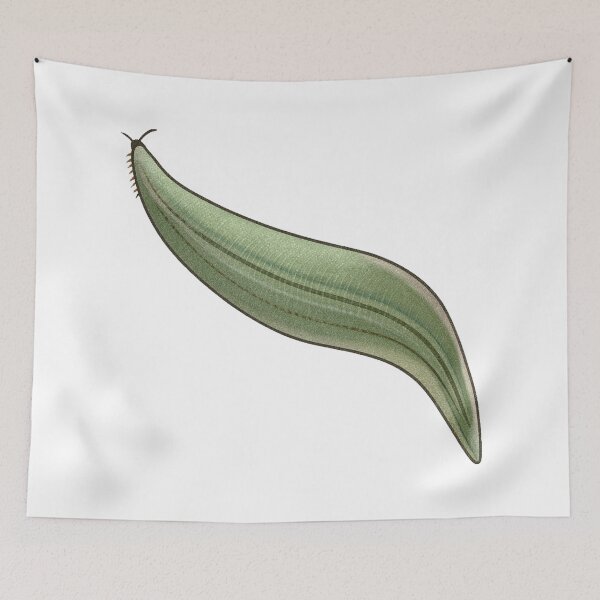Item preview, Pikaia Illustration, Early Cambrian Chordate Prehistoric Art designed and sold by Vendeloc.