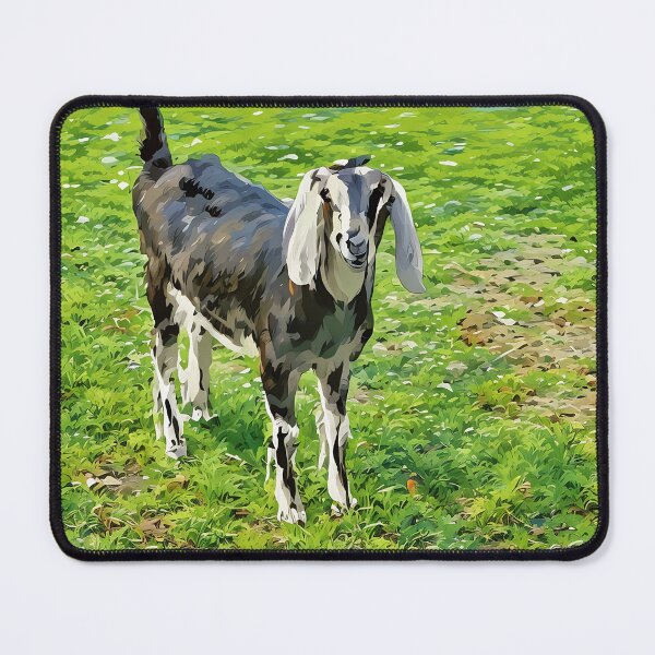 Item preview, Blue roan Nubian goat blue secrets a doe designed and sold by RobynPeters1836.