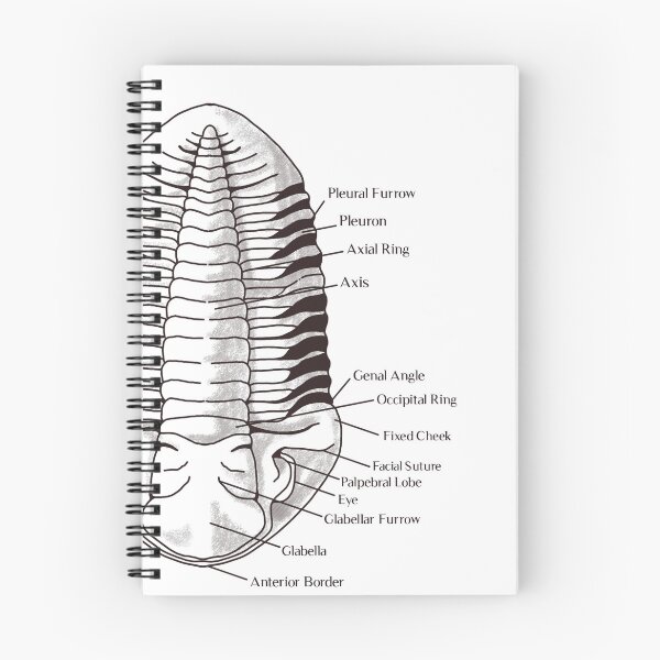 Item preview, Dorsal View Trilobite designed and sold by Tired manuporter.