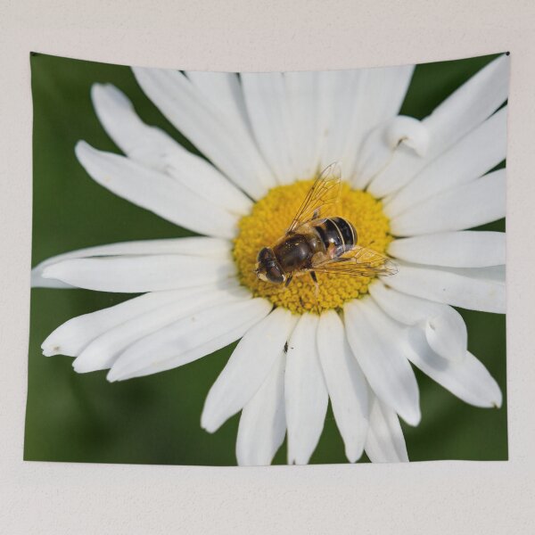 Item preview, European drone fly on Oxeye Daisy designed and sold by Jouko Lehto Photography.