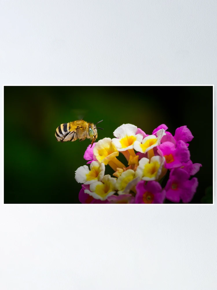 Thumbnail 1 of 3, Poster, Selecting A Flower designed and sold by Ralph Goldsmith.