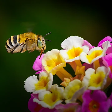 Artwork thumbnail, Selecting A Flower by Ralph Goldsmith