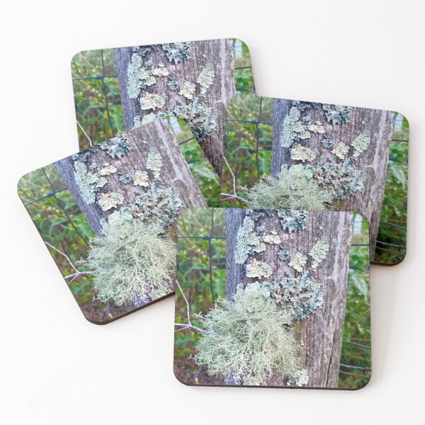 Item preview, Lichen Galore on Fencepost designed and sold by Kandoart.