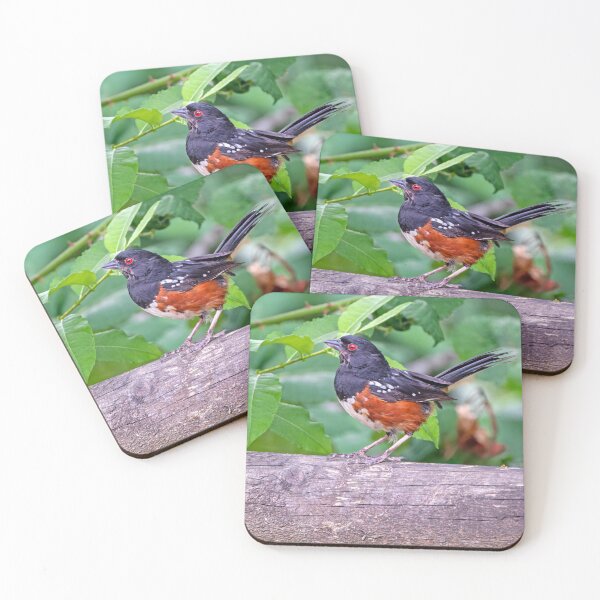 Item preview, Spotted Towhee perched on fence post designed and sold by lisavonbiela.