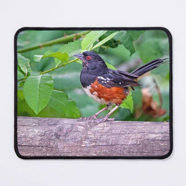 Item preview, Spotted Towhee perched on fence post designed and sold by lisavonbiela.